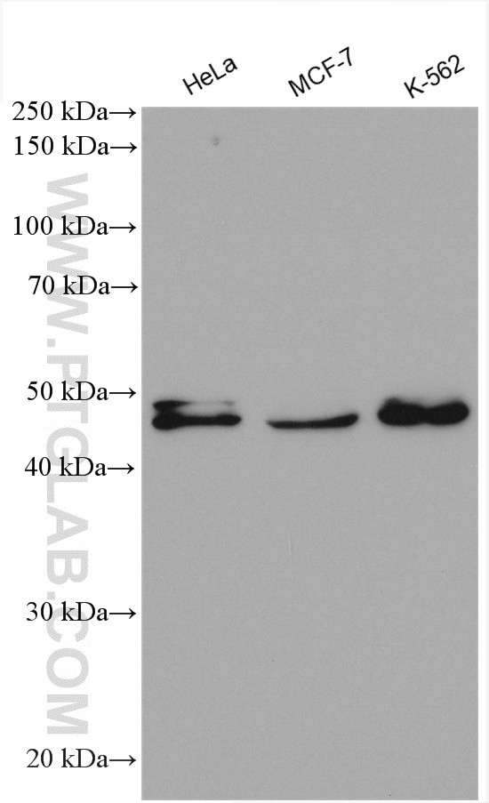 CUGBP2 Antibody in Western Blot (WB)