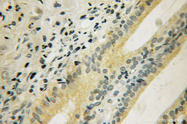 DUSP19 Antibody in Immunohistochemistry (Paraffin) (IHC (P))