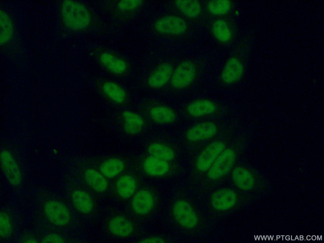 ASF/SF2 Antibody in Immunocytochemistry (ICC/IF)