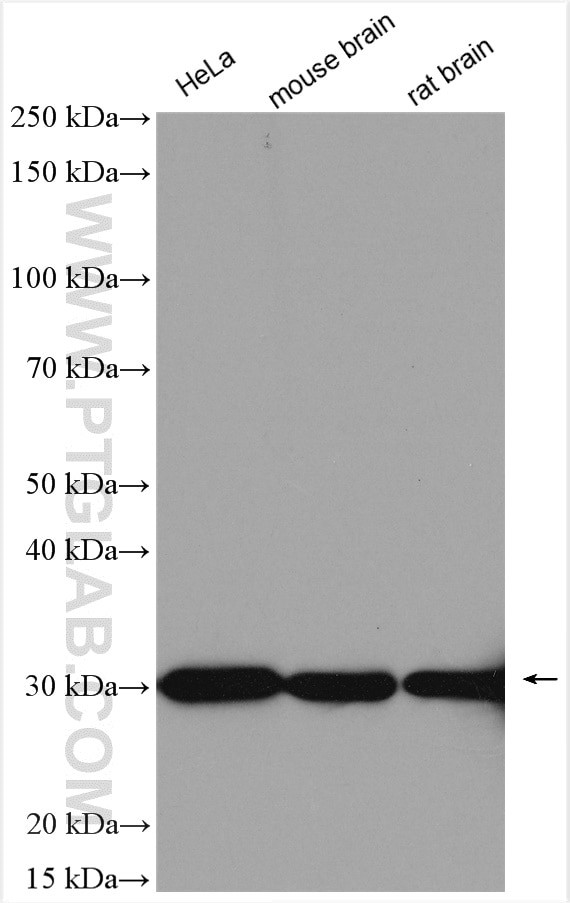 ASF/SF2 Antibody in Western Blot (WB)