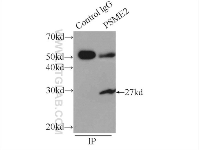 PSME2 Antibody in Immunoprecipitation (IP)