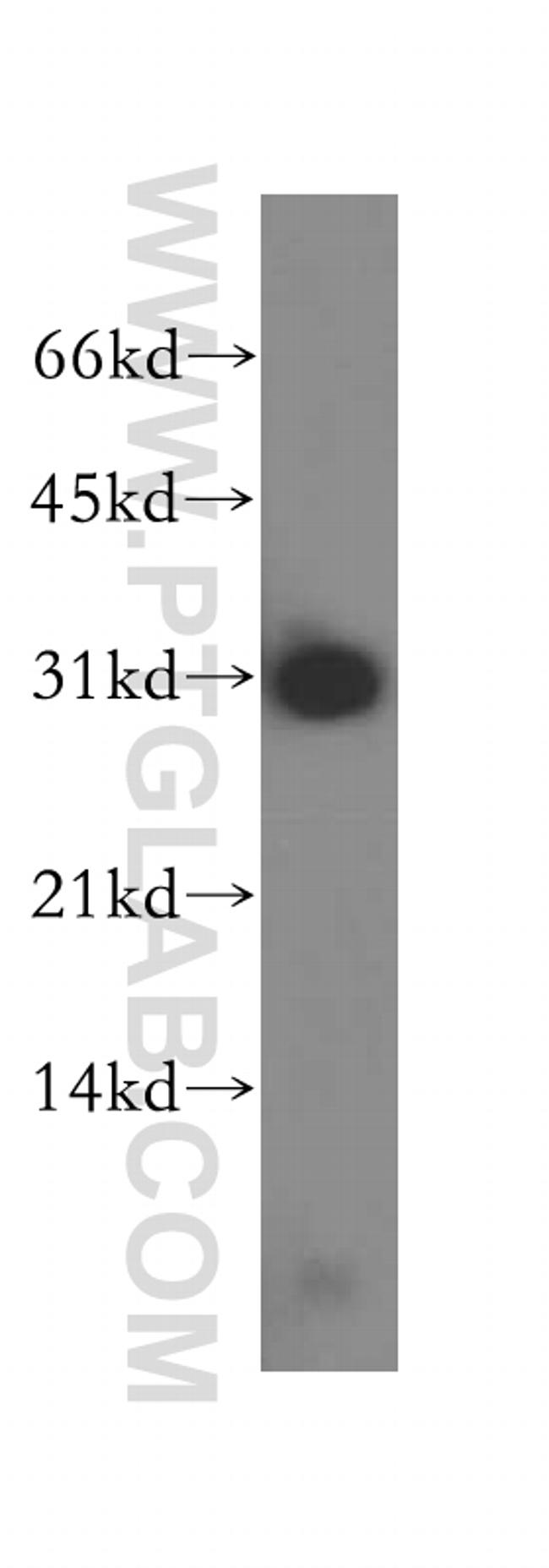 PSME2 Antibody in Western Blot (WB)