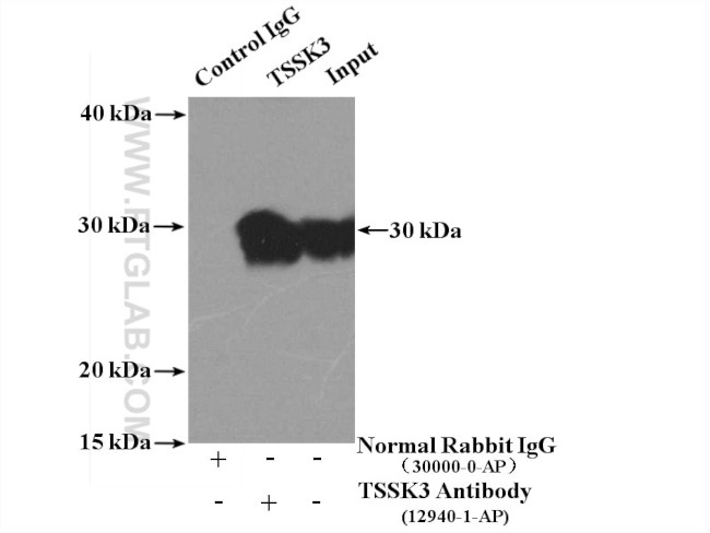 TSSK3 Antibody in Immunoprecipitation (IP)