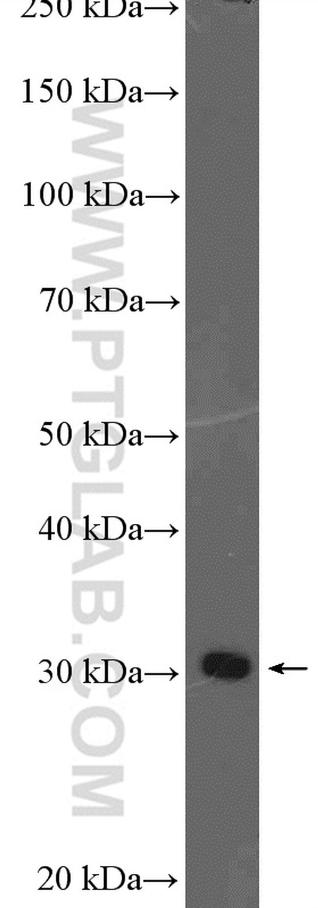 TSSK3 Antibody in Western Blot (WB)