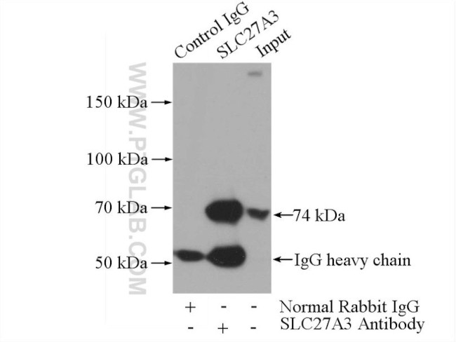 SLC27A3 Antibody in Immunoprecipitation (IP)