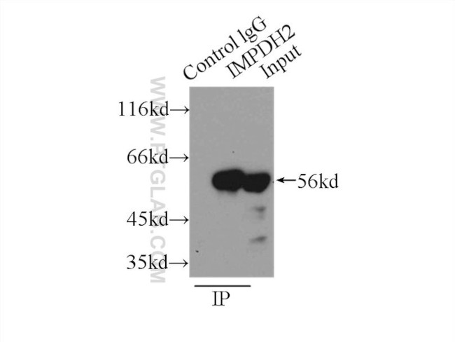 IMPDH2 Antibody in Immunoprecipitation (IP)