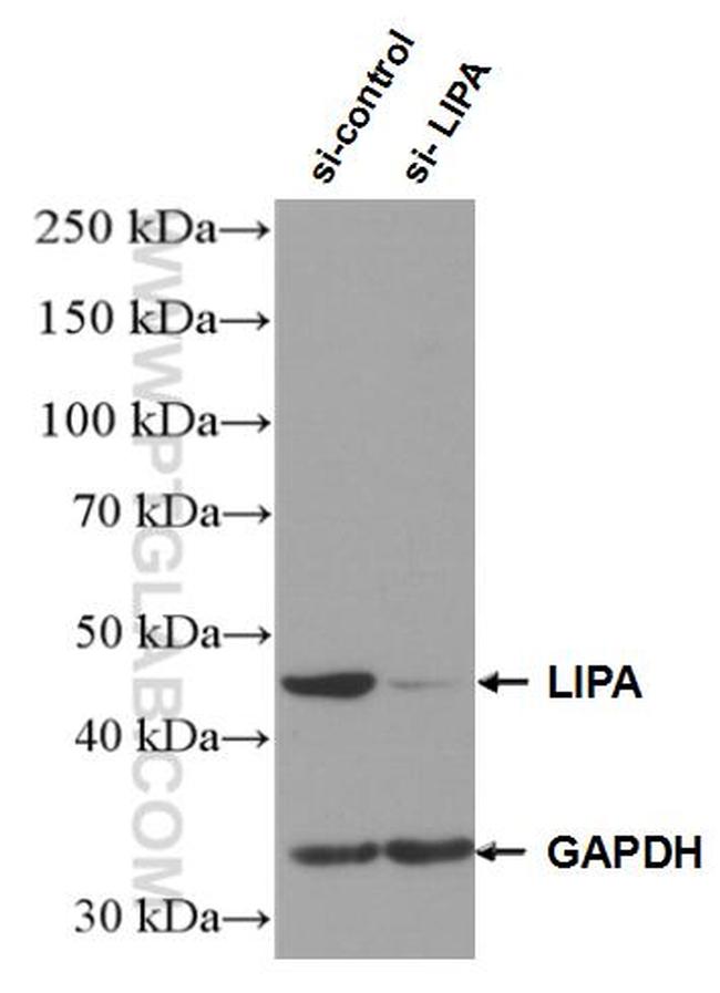 LIPA Antibody in Western Blot (WB)