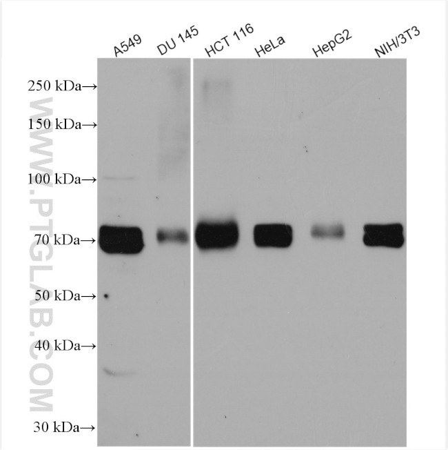 DRP1 (C-terminal) Antibody in Western Blot (WB)