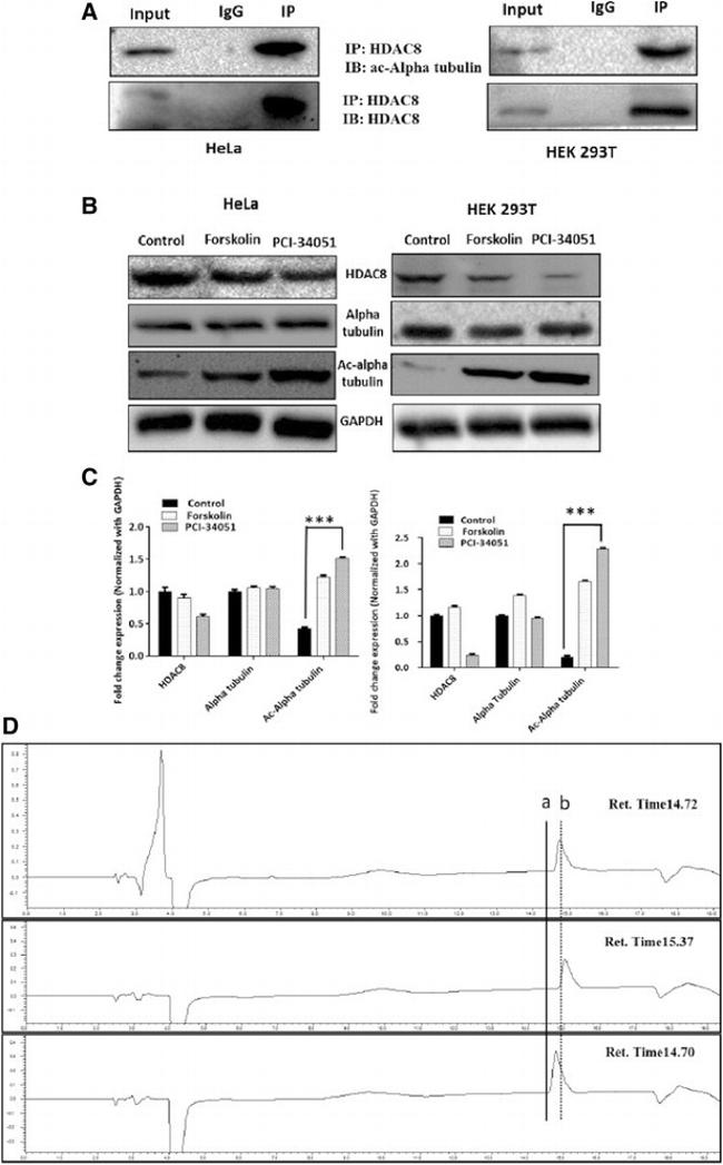 Acetyl-alpha Tubulin (Lys40) Antibody in Western Blot (WB)