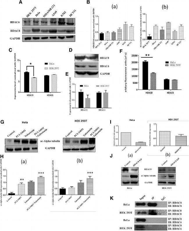 Acetyl-alpha Tubulin (Lys40) Antibody in Western Blot (WB)