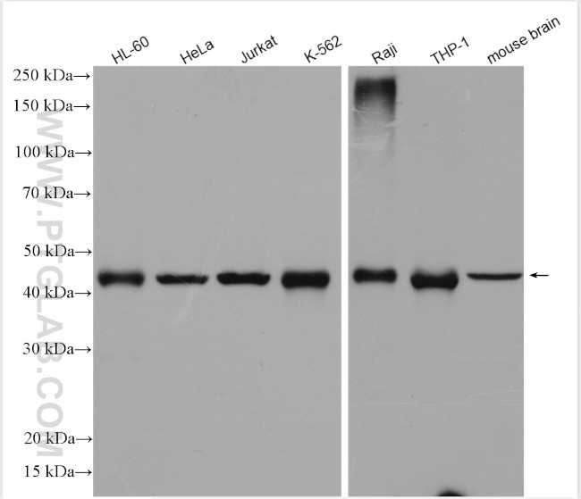 PAICS Antibody in Western Blot (WB)