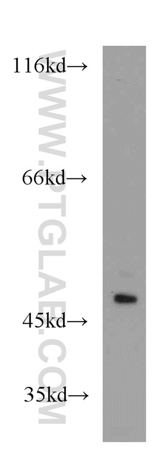 PAICS Antibody in Western Blot (WB)