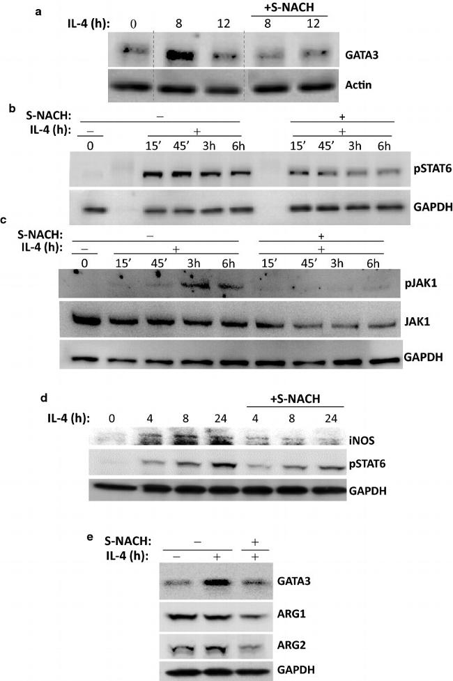 Phospho-STAT6 (Tyr641) Antibody in Western Blot (WB)