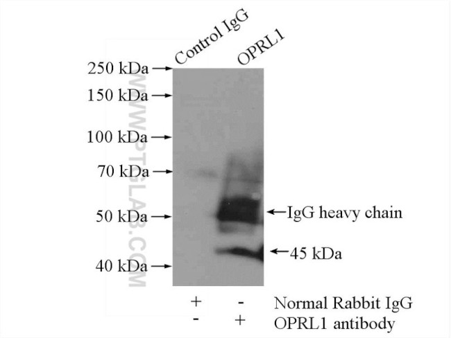 OPRL1 Antibody in Immunoprecipitation (IP)