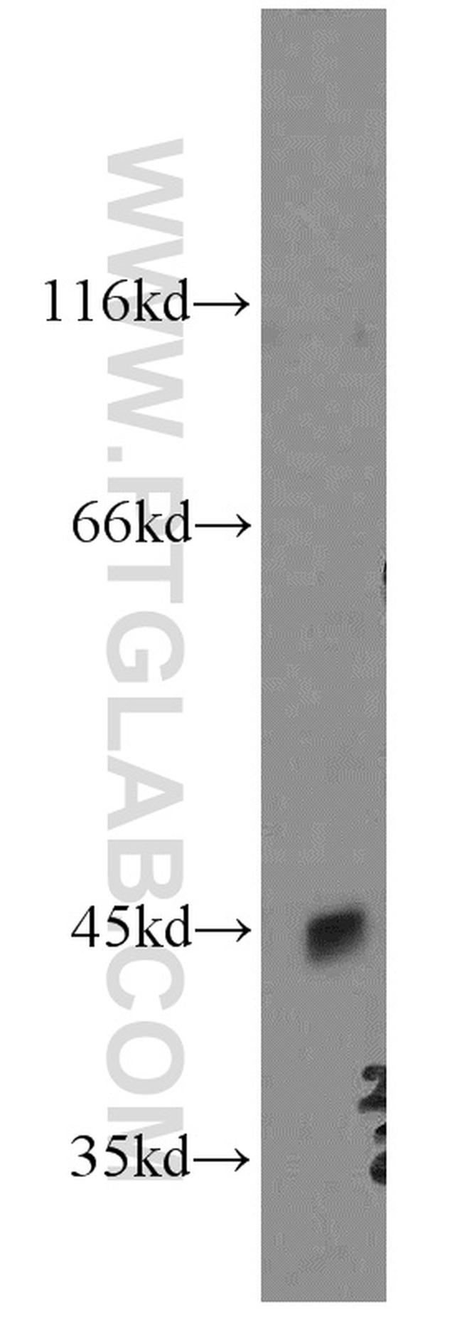 OPRL1 Antibody in Western Blot (WB)