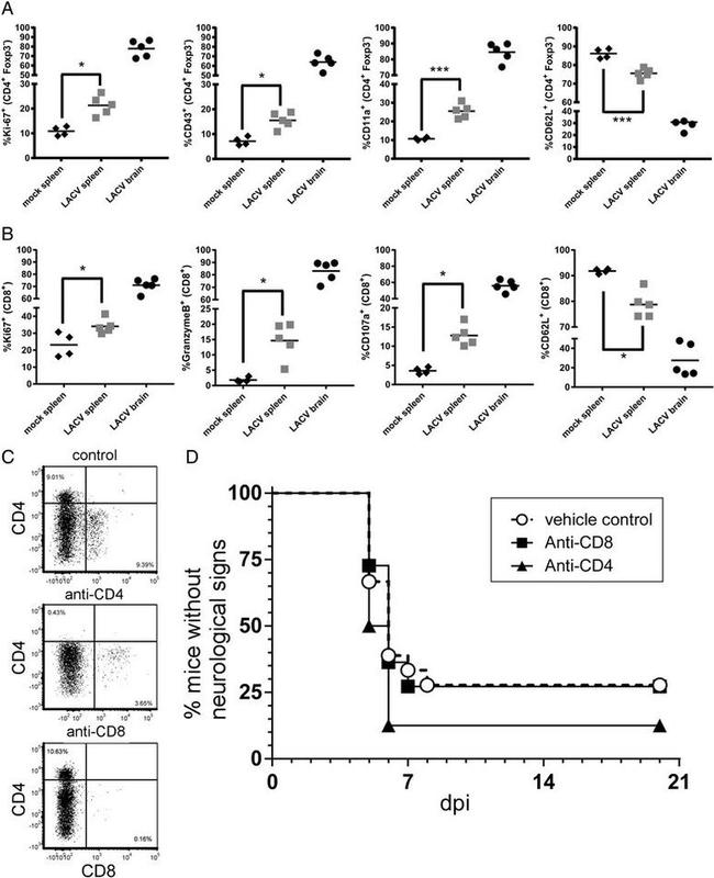 Granzyme B Antibody in Flow Cytometry (Flow)