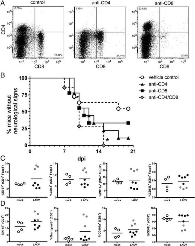 Granzyme B Antibody in Flow Cytometry (Flow)