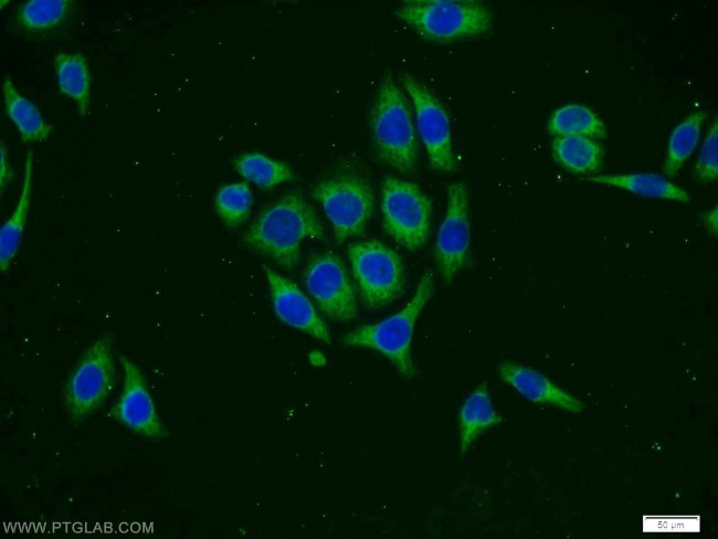 PHD1 Antibody in Immunocytochemistry (ICC/IF)