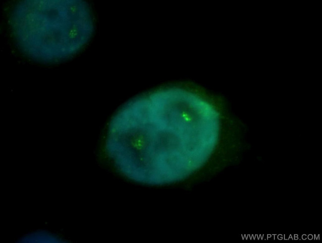 PPIG Antibody in Immunocytochemistry (ICC/IF)