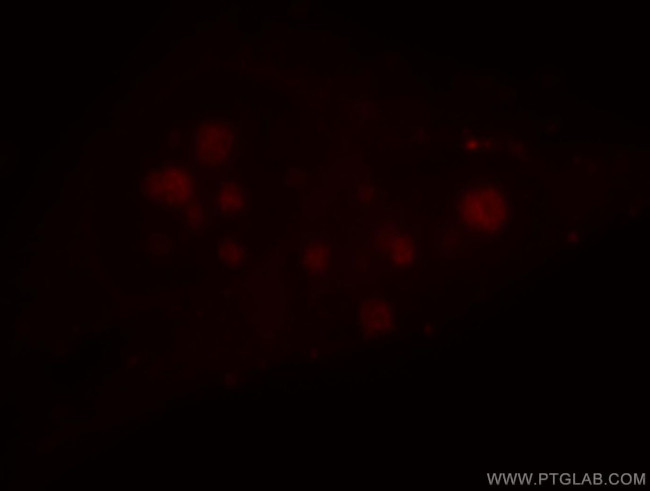 PPIG Antibody in Immunocytochemistry (ICC/IF)