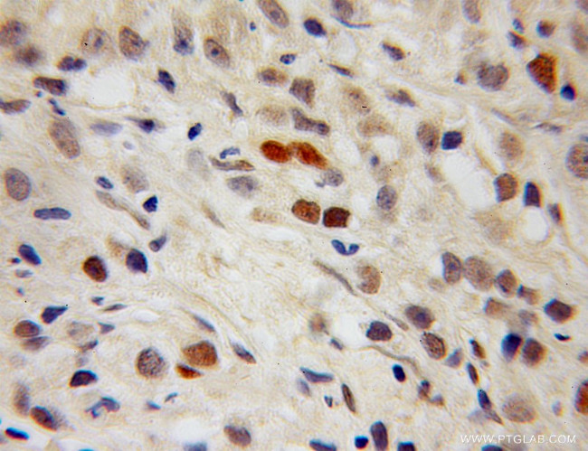 PPIG Antibody in Immunohistochemistry (Paraffin) (IHC (P))