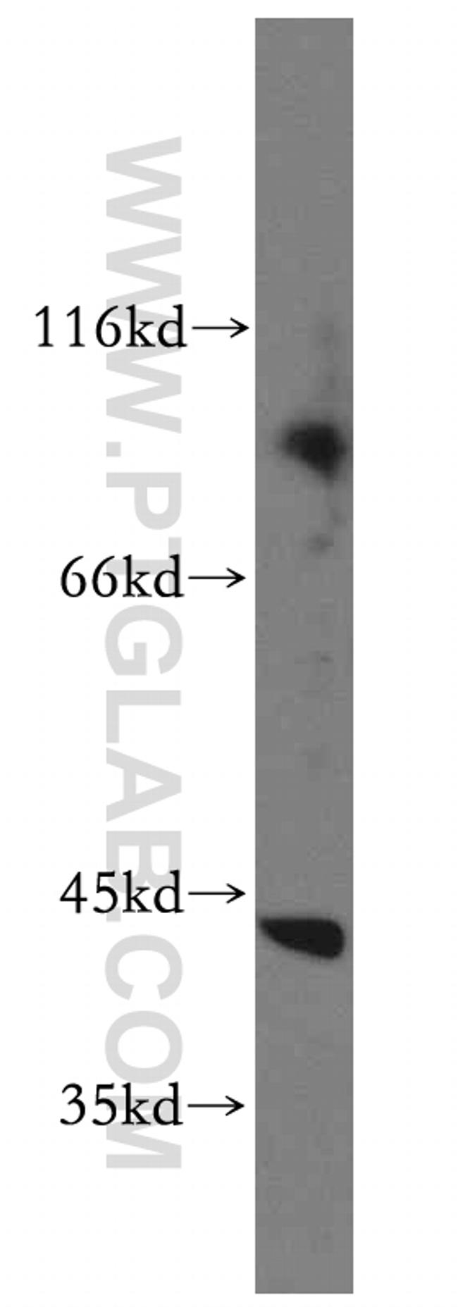 PPIG Antibody in Western Blot (WB)