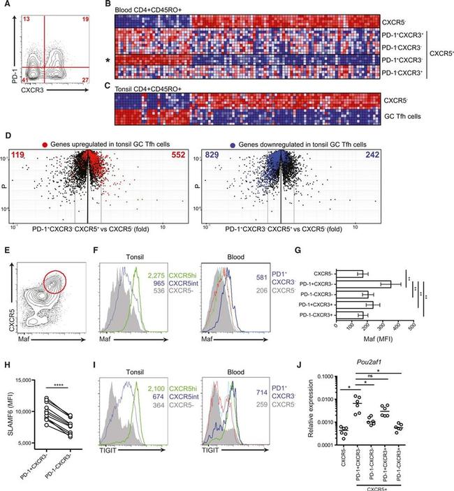 c-MAF Antibody in Flow Cytometry (Flow)