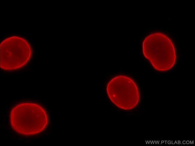 Lamin B1 Antibody in Immunocytochemistry (ICC/IF)