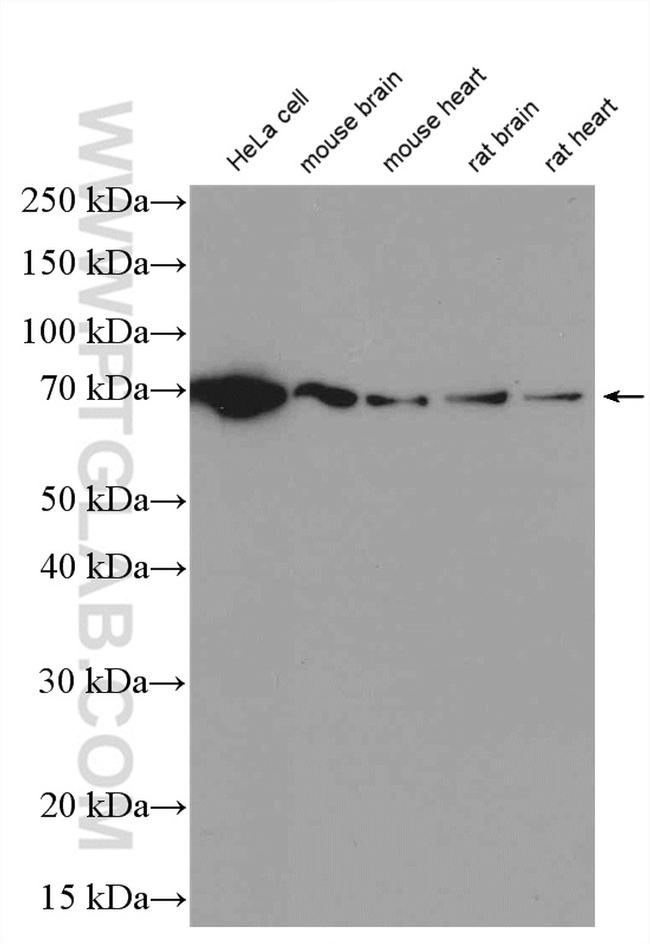 Lamin B1 Antibody in Western Blot (WB)