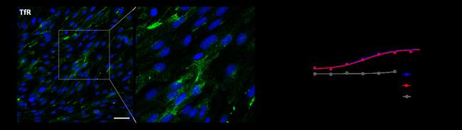 Transferrin Receptor Antibody in Flow Cytometry (Flow)