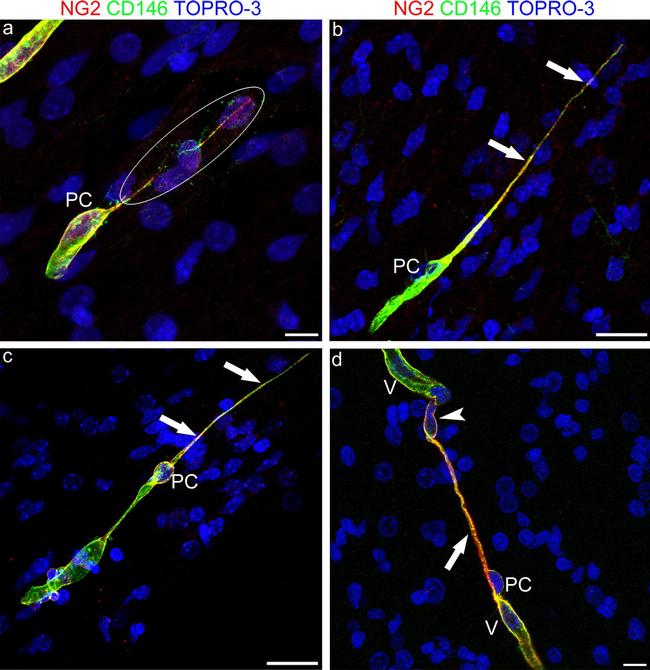 Neural/Glial Antigen 2 (NG2) Antibody in Immunocytochemistry (ICC/IF)