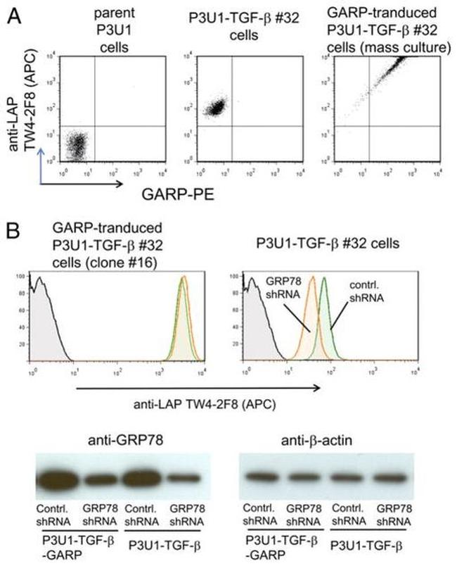 GARP Antibody in Flow Cytometry (Flow)