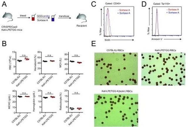 Biotin Antibody in Flow Cytometry (Flow)