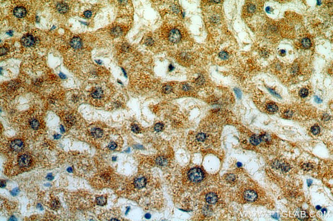 NEU4 Antibody in Immunohistochemistry (Paraffin) (IHC (P))