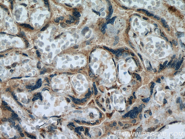 NEU4 Antibody in Immunohistochemistry (Paraffin) (IHC (P))