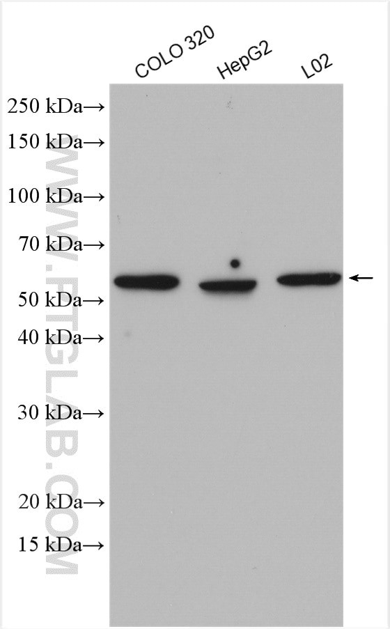 NEU4 Antibody in Western Blot (WB)