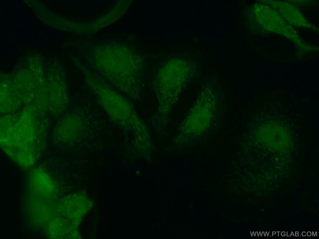 CEBPG Antibody in Immunocytochemistry (ICC/IF)