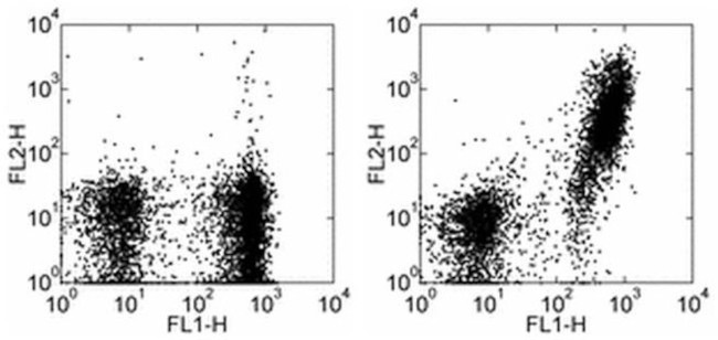 CD21/CD35 Antibody in Flow Cytometry (Flow)