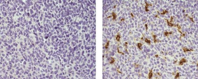 CD68 Antibody in Immunohistochemistry (Paraffin) (IHC (P))