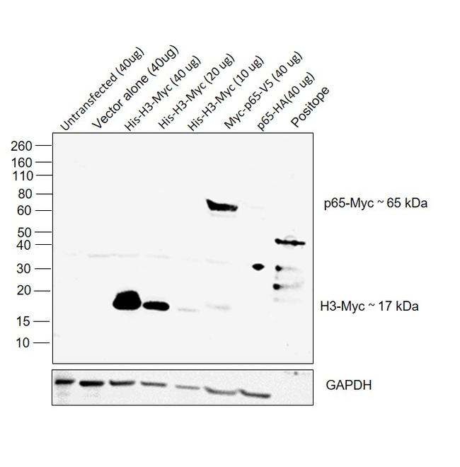 c-Myc Antibody in Western Blot (WB)