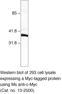 c-Myc Antibody in Western Blot (WB)