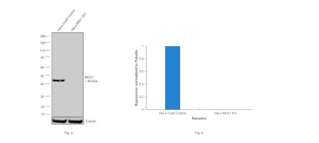 MEK1 Antibody