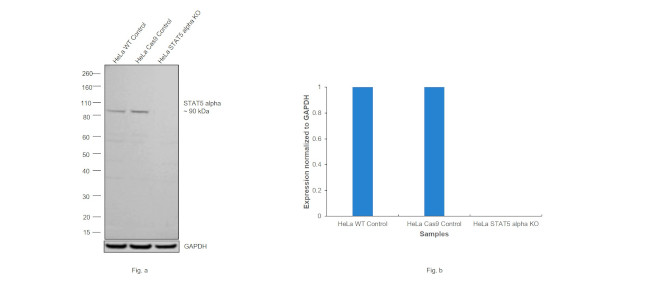 STAT5 alpha Antibody