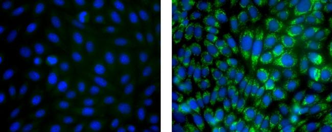 Mouse IgG (H+L) Secondary Antibody in Immunocytochemistry (ICC/IF)