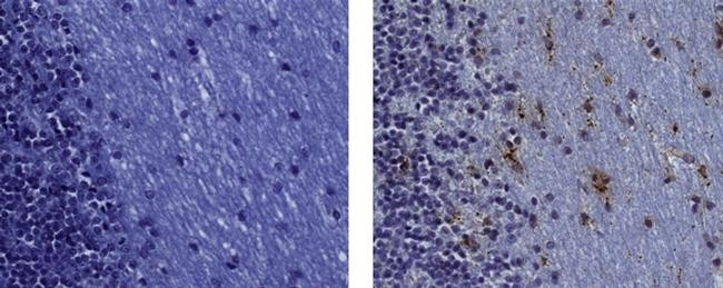 Mouse IgG (H+L) Secondary Antibody in Immunohistochemistry (Paraffin) (IHC (P))