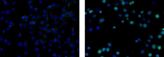 Rat IgG2a kappa Isotype Control in Immunocytochemistry (ICC/IF)