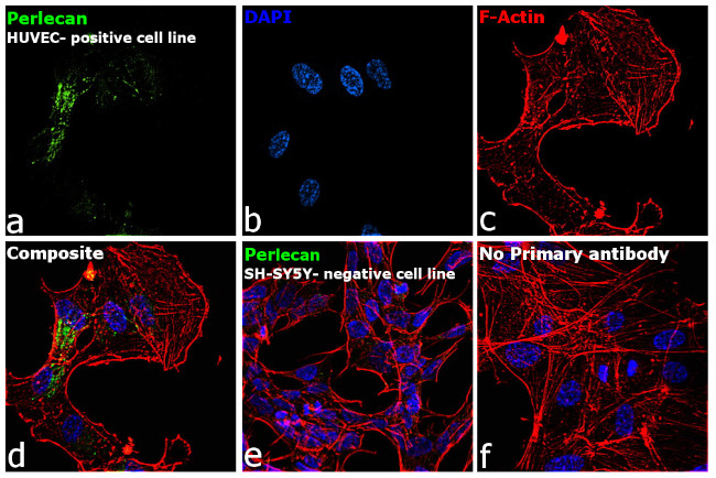 Perlecan Antibody in Immunocytochemistry (ICC/IF)