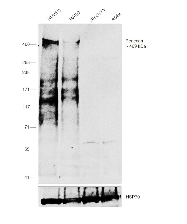 Perlecan Antibody in Western Blot (WB)