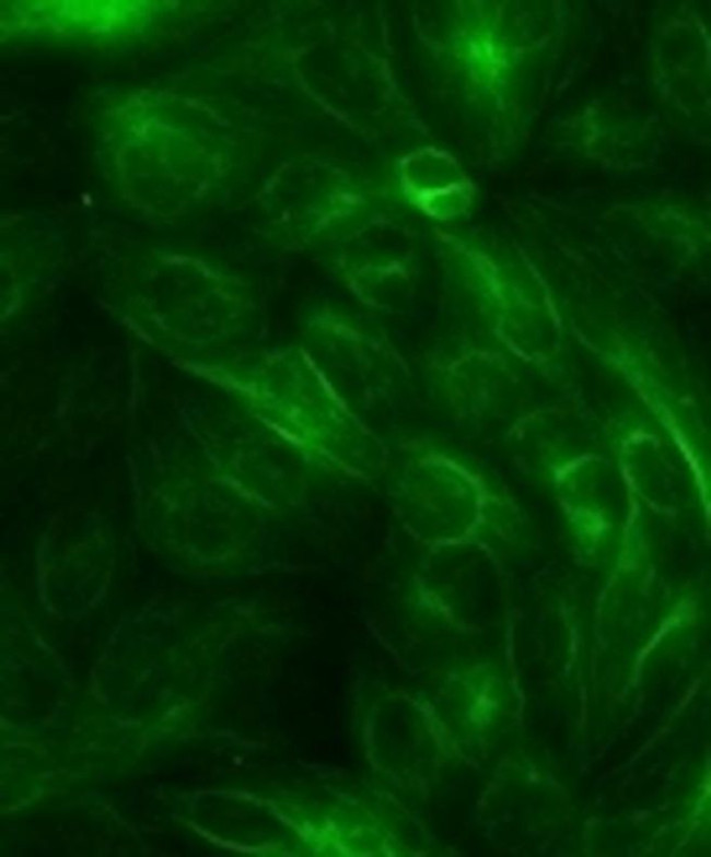 alpha Tubulin Antibody in Immunocytochemistry (ICC/IF)