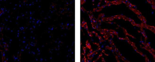 Connexin 43 Antibody in Immunohistochemistry (Frozen) (IHC (F))